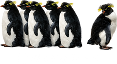 I Just Gotta Be Me Penguin Individuality Quote Graphic – Funny Ready to Press DTF Transfer