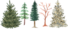 Merry & Bright Trees - Christmas Ready to Press DTF Transfer